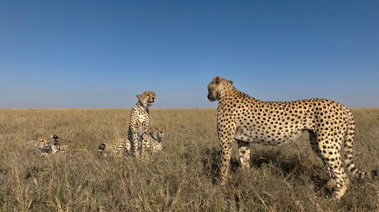 Serengeti - Wilde Geschichten aus der Savanne