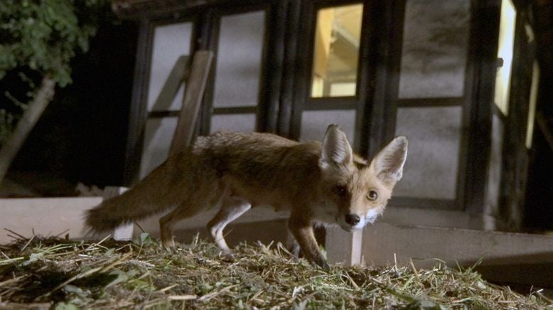 Wilde Nächte - Wenn die Tiere erwachen