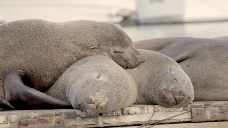 Wie die wilden Tiere schlafen