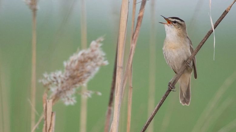 Tierische Herzensbrecher