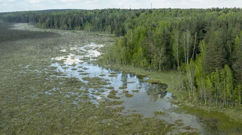 Sumpfland Taiga