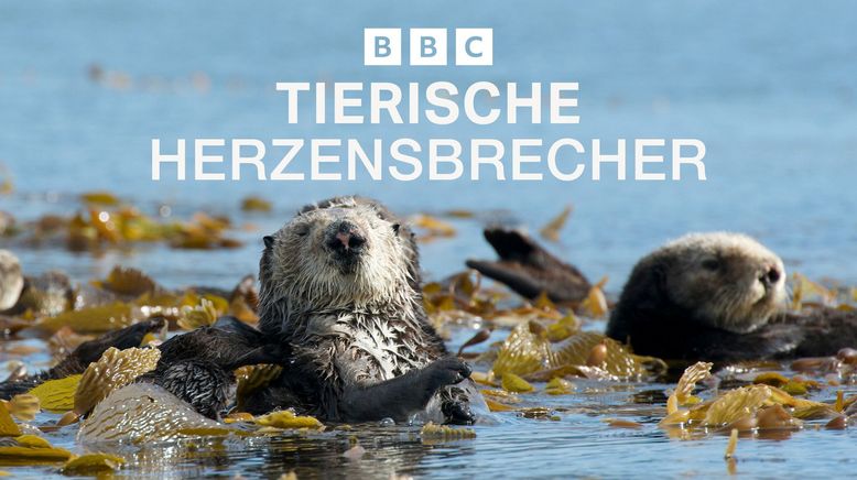 Tierische Herzensbrecher