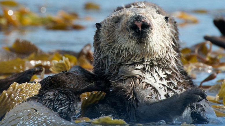 Tierische Herzensbrecher