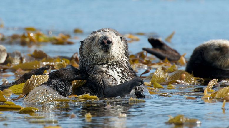 Tierische Herzensbrecher