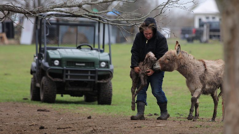 Home Rescue - Wohnen in der Wildnis