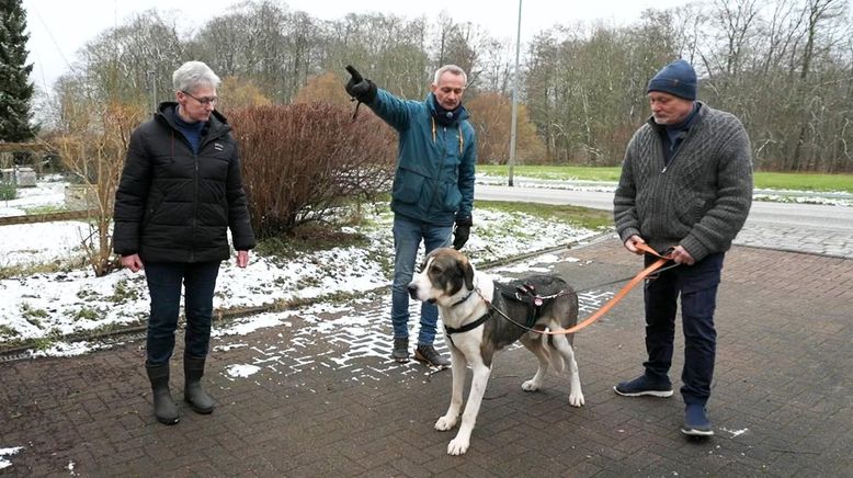 Die großen Hunde - Mit Martin Rütter