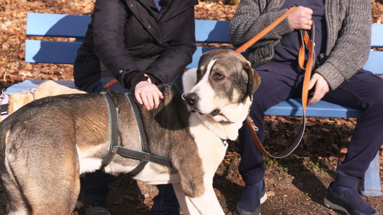 Die großen Hunde - Mit Martin Rütter