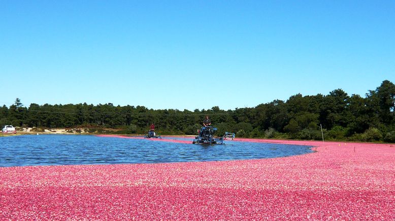 Cranberrysaison auf Cape Cod