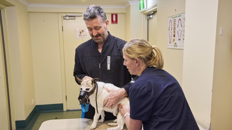 Haustierhelden - Pfoten in Not