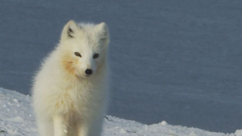 Alaska: Ein Jahr in der Wildnis