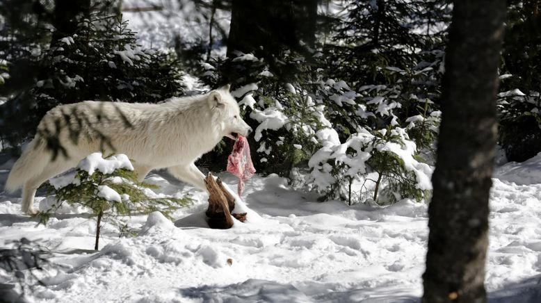 Winter im Wildpark Mautern