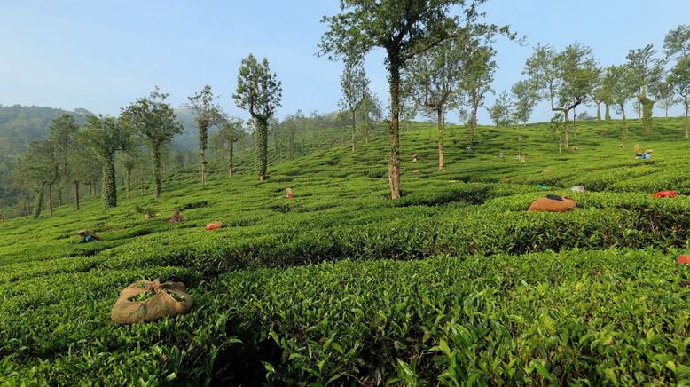 Kerala - Indiens tropischer Garten