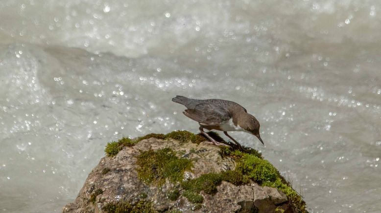 Naturparadies Seefeld - Im Reich des Wanderfalken