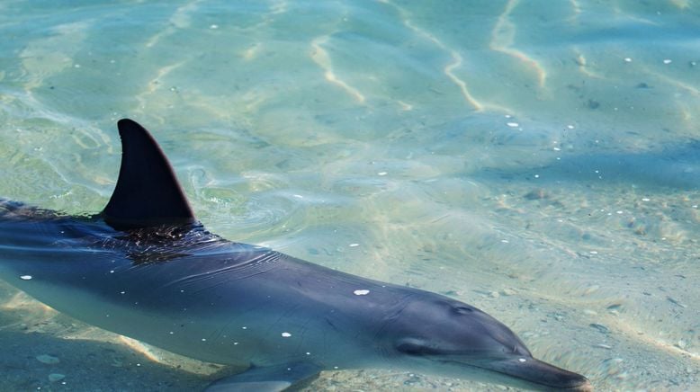 Die Delfine von Shark Bay