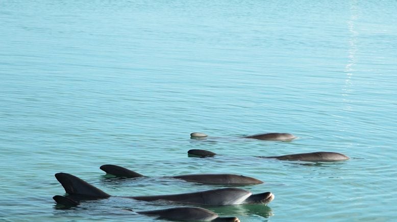 Die Delfine von Shark Bay