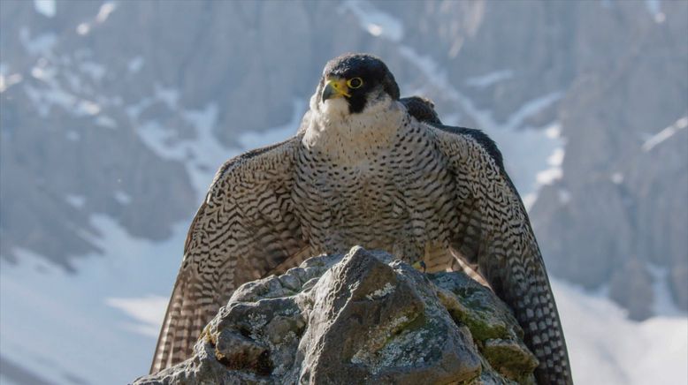 Naturparadies Seefeld - Im Reich des Wanderfalken