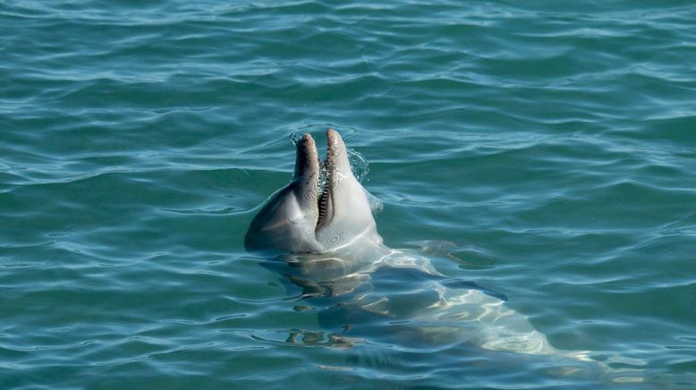 Die Delfine von Shark Bay