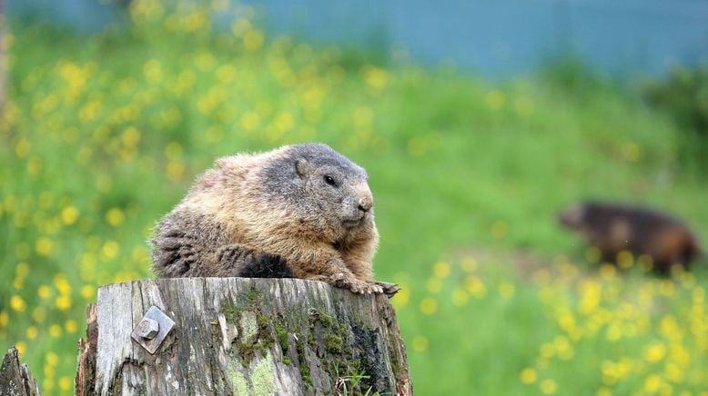 Unter Wölfen, Bären und Geiern - Ein Jahr im Wildpark Mautern