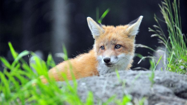 Unter Wölfen, Bären und Geiern - Ein Jahr im Wildpark Mautern