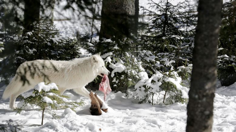 Winter im Wildpark Mautern