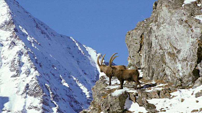 Die vier Alpen