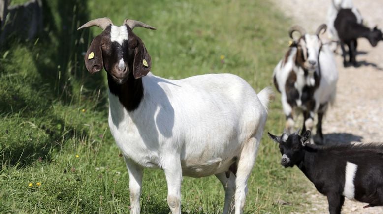 Unter Wölfen, Bären und Geiern - Ein Jahr im Wildpark Mautern