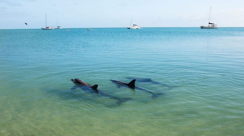 Die Delfine von Shark Bay