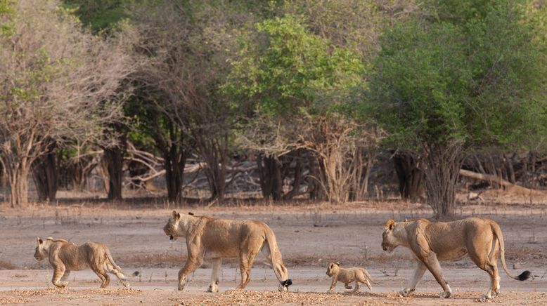 Die wilden Flüsse Afrikas