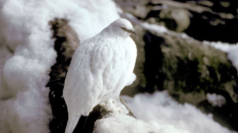 Die vier Alpen