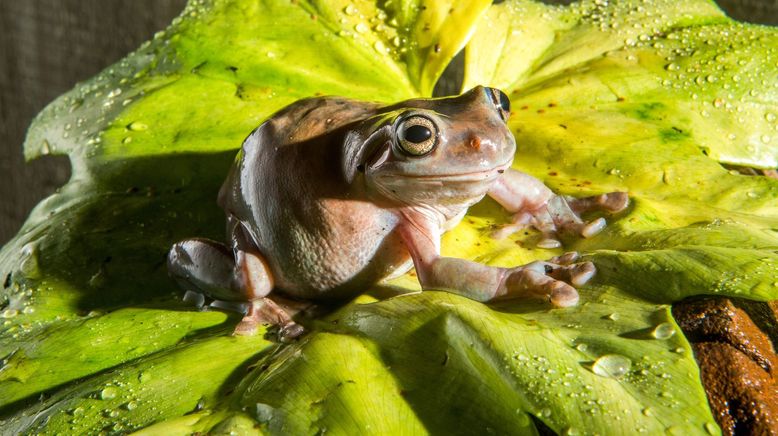 Die fabelhafte Welt der Frösche