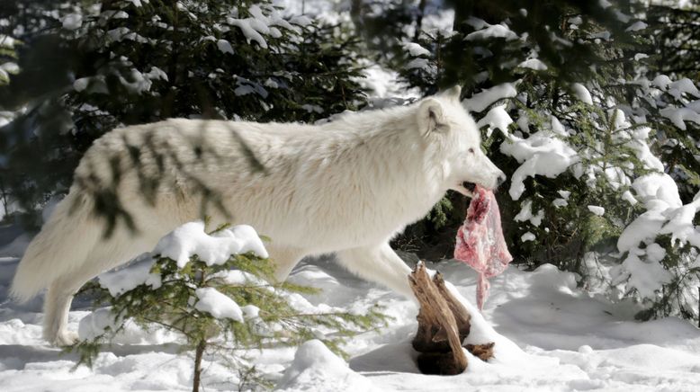 Winter im Wildpark Mautern