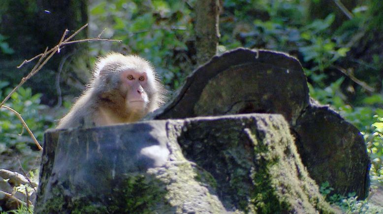 Der Berg der Tiere - Wo Adler kreisen und Affen rebellieren