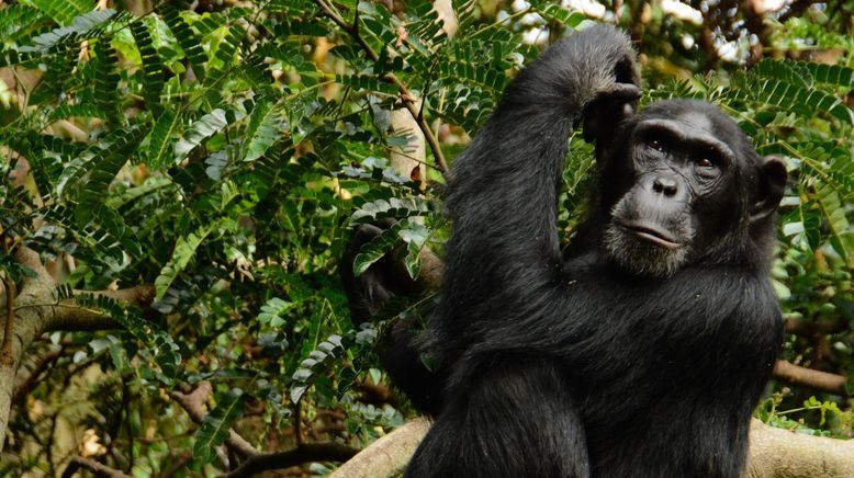 Die wilden Flüsse Afrikas