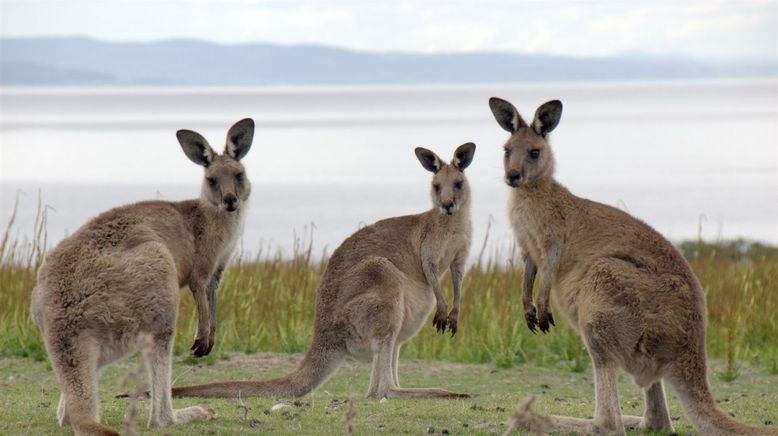 Tasmanien