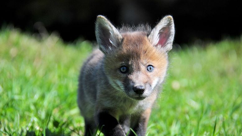 Unter Wölfen, Bären und Geiern - Ein Jahr im Wildpark Mautern