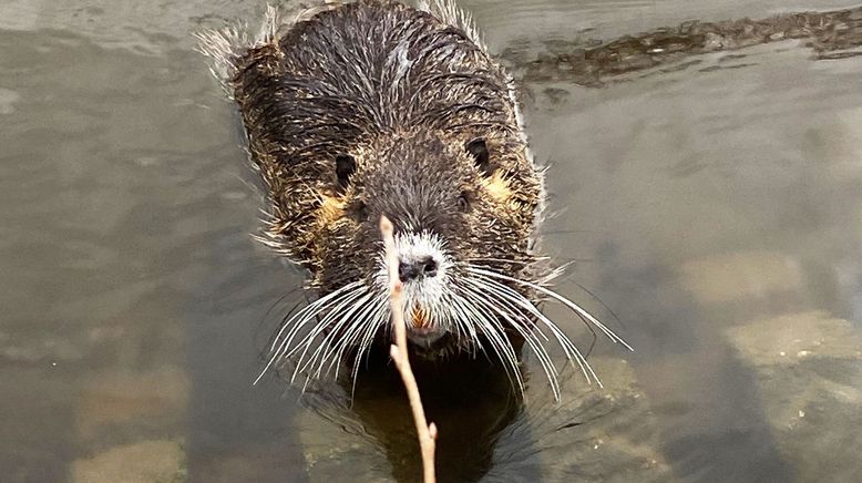 Wildtiere in der Großstadt