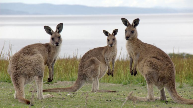 Tasmanien