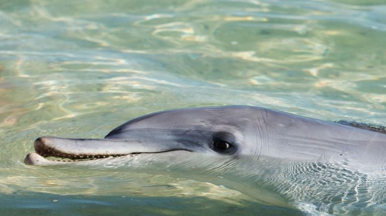 Die Delfine von Shark Bay