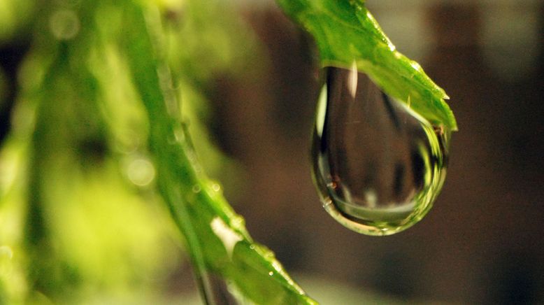 Das Element des Lebens - Vom Wasser in Kärnten