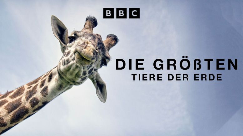 Die größten Tiere der Erde