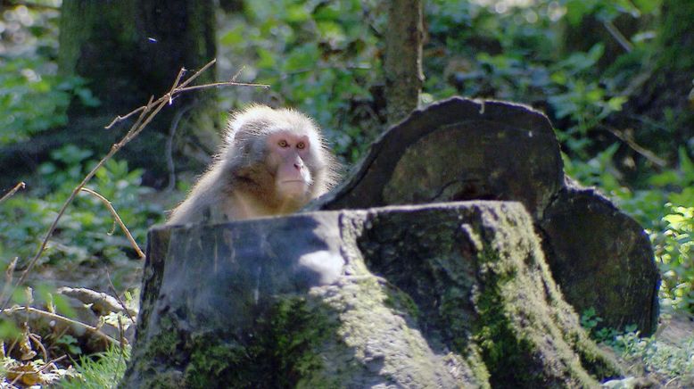 Der Berg der Tiere - Wo Adler kreisen und Affen rebellieren