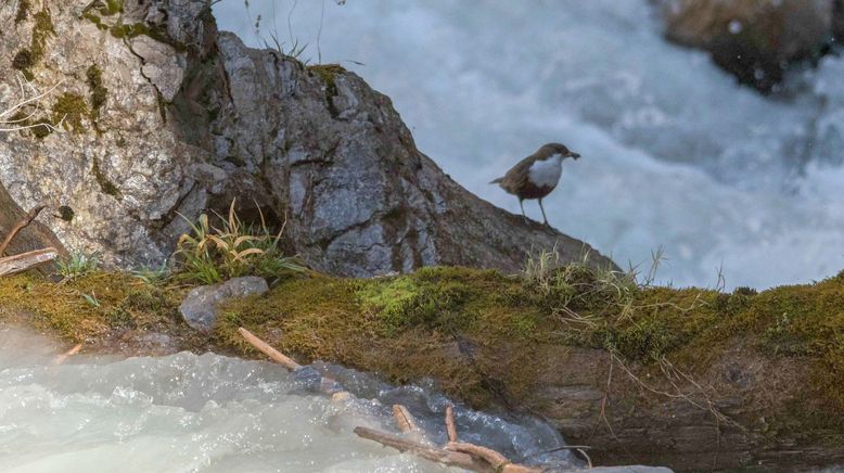 Naturparadies Seefeld - Im Reich des Wanderfalken