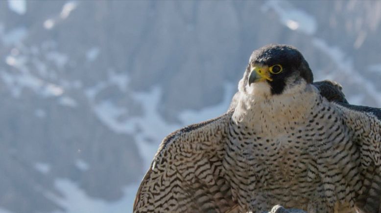 Naturparadies Seefeld - Im Reich des Wanderfalken