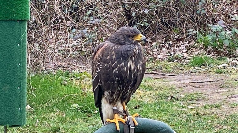 Wildtiere in der Großstadt