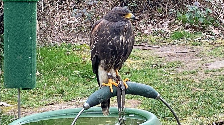 Wildtiere in der Großstadt