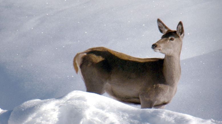 Weiß wie Schnee