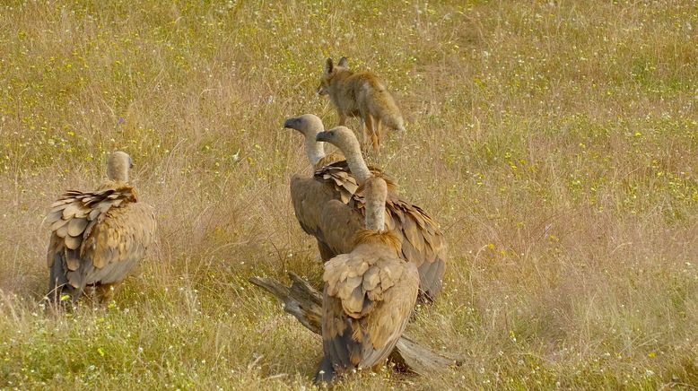 Portugal - Wildnis zwischen Land und Ozean