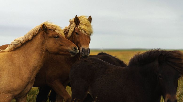 Das Leben ist ein Ponyhof