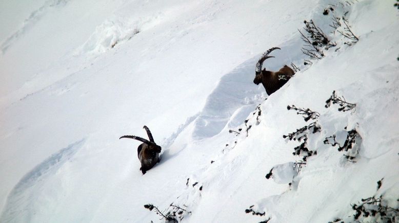 Die Alpen im Winter - Zwischen Dreikönig und Fasnacht