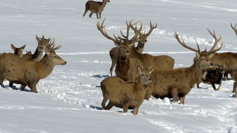 Die Alpen im Winter - Zwischen Dreikönig und Fasnacht